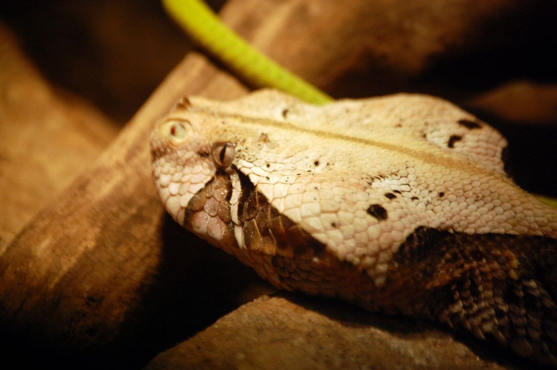 Gaboon viper these snakes are very dangerous, having so much venom per bite Animal,Bitis gabonica,Gaboon viperBitis gabonica,cold blooded,wildlife