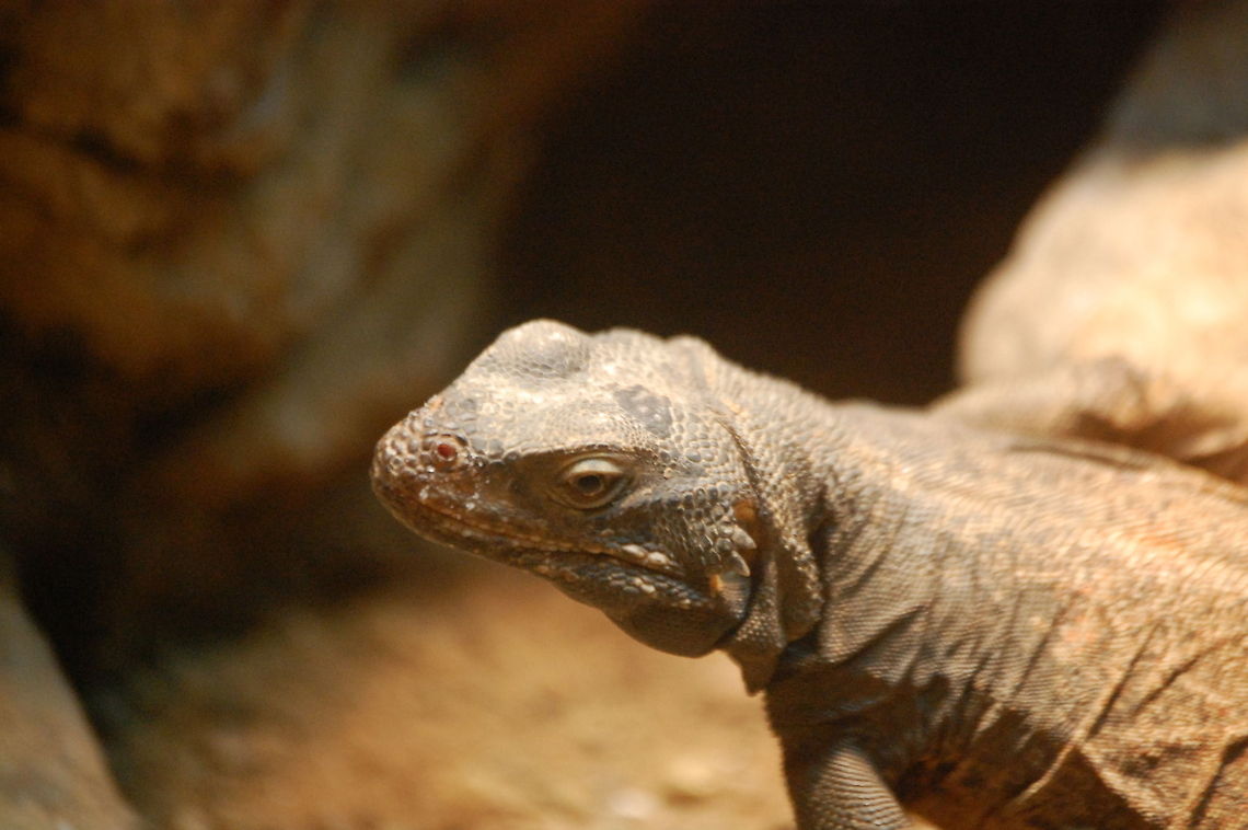 unidentified lizard not sure what specie this is  Animal,Green iguana,Iguana iguana,cold blooded,lizard,reptile,wildlife