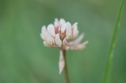 clover Clover (Trifolium), or trefoil, is a genus of about 300 species of plants in the leguminous pea family Fabaceae. The genus has a cosmopolitan distribution; the highest diversity is found in the temperate Northern Hemisphere, but many species also occur in South America and Africa, including at high altitudes on mountains in the tropics. They are small annual, biennial, or short-lived perennial herbaceous plants.  Plant,Trifolium repens,White clover,flora,floral,nature