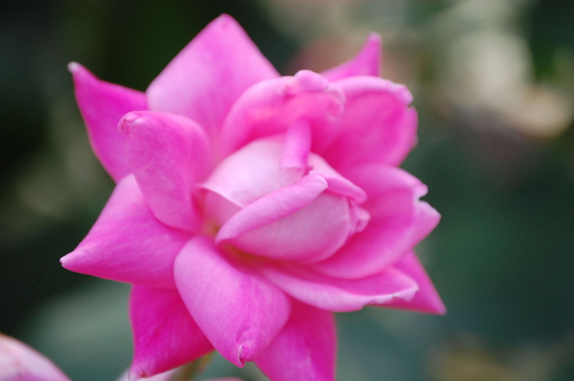 rose A rose is a woody perennial of the genus Rosa, within the family Rosaceae. There are over 100 species. They form a group of plants that can be erect shrubs, climbing or trailing with stems that are often armed with sharp prickles. Flowers vary in size and shape and are usually large and showy, in colours ranging from white through yellows and reds. Most species are native to Asia, with smaller numbers native to Europe, North America, and northwest Africa. Species, cultivars and hybrids are all widely grown for their beauty and often are fragrant. Rose plants range in size from compact, miniature roses, to climbers that can reach 7 meters in height Plant,flora,floral,nature