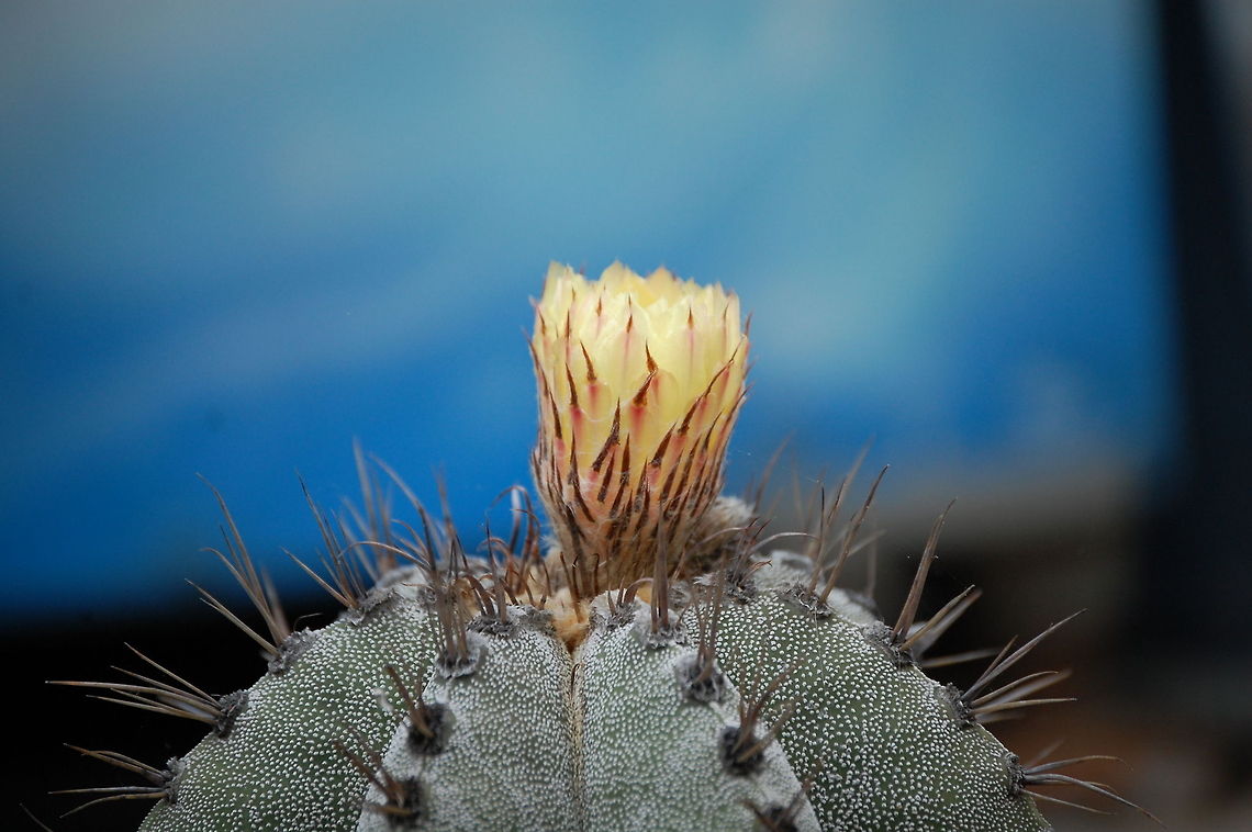 Cactus bloom A cactus (plural: cacti, cactuses, or cactus is a member of the plant family Cactaceae, within the order Caryophyllales. Plant,cactus,flora,floral,nature