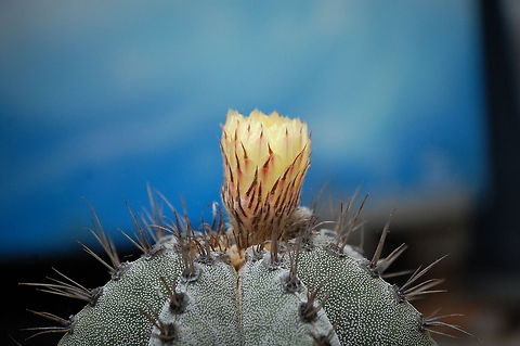 Cactus bloom A cactus (plural: cacti, cactuses, or cactus is a member of the plant family Cactaceae, within the order Caryophyllales. Plant,cactus,flora,floral,nature