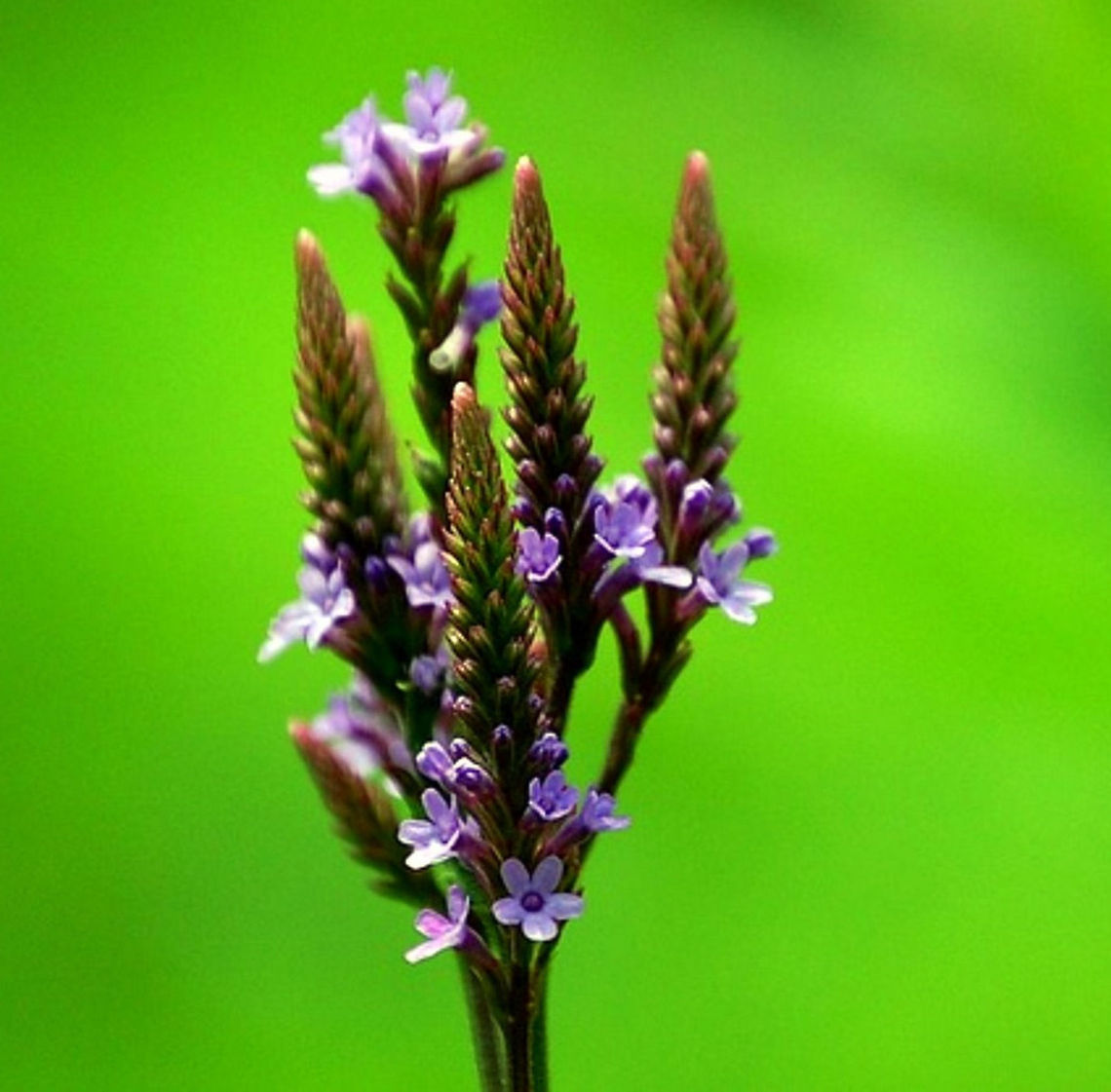 flowermx-2 Although a weed, this plant has very beautiful flowers Verbena hastata,flora,floral,flower,macro,nature,plant,wildflower