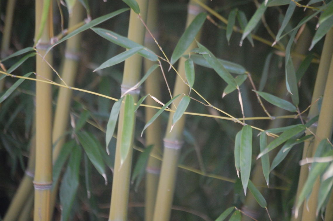 Bamboo Bamboo i/b&aelig;mˈbuː/ is a group of perennial evergreens in the true grass family Poaceae, subfamily Bambusoideae, tribe Bambuseae. Giant bamboos are the largest members of the grass family. In bamboo, the internodal regions of the stem are hollow and the vascular bundles in the cross section are scattered throughout the stem instead of in a cylindrical arrangement. The dicotyledonous woody xylem is also absent. The absence of secondary growth wood causes the stems of monocots, even of palms and large bamboos, to be columnar rather than tapering Plant,botanical,flora,floral,nature