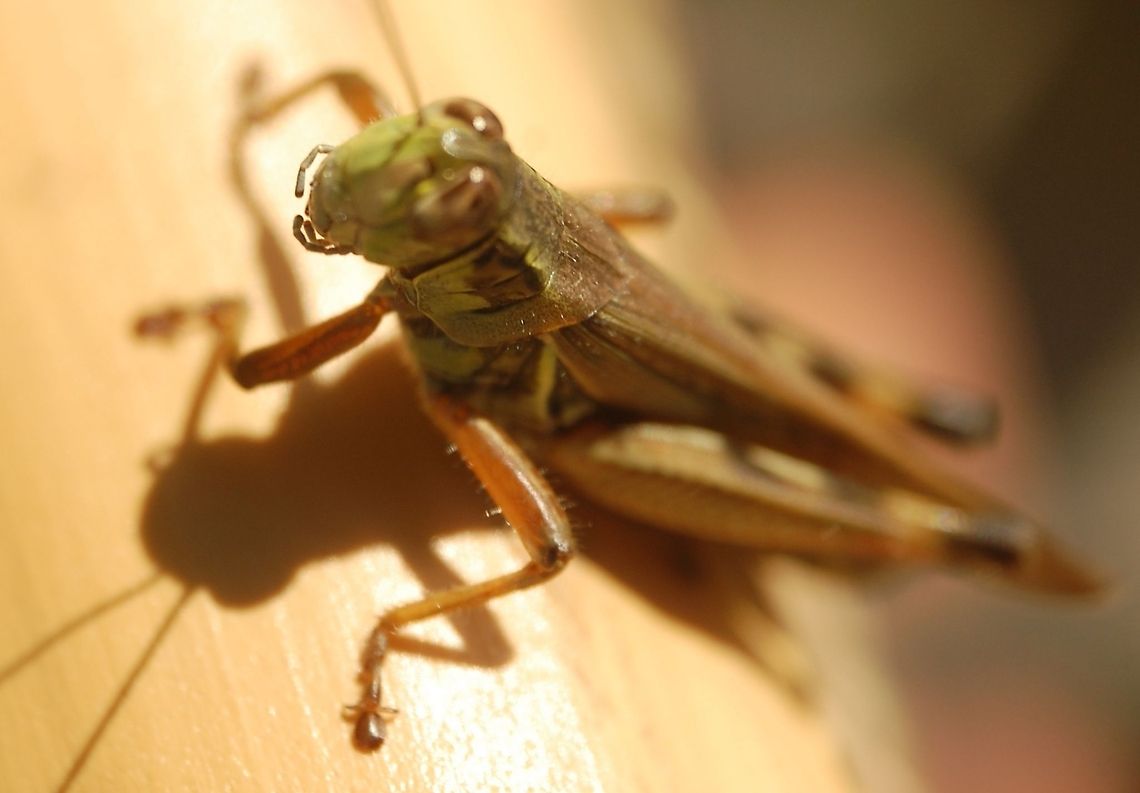 grasshopper  Animal,Mecostethus grossus,flying insect,insect