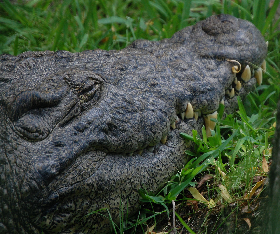 American Crocodile Not sure which specie this croc belongs to American Crocodile,Animal,Crocodylus acutus,cold blooded,wildlife