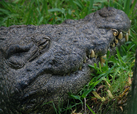 American Crocodile Not sure which specie this croc belongs to American Crocodile,Animal,Crocodylus acutus,cold blooded,wildlife