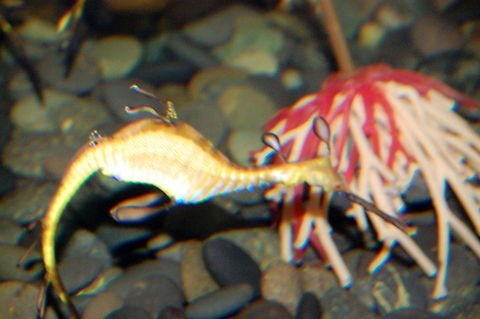 Seahorse Seahorse is the title given to forty-seven species of marine fish in the genus Hippocampus. "Hippocampus" comes from the Ancient Greek hippos meaning "horse" and kampos meaning "sea monster Hippocampus,Phyllopteryx taeniolatus,Weedy seadragon,marine life