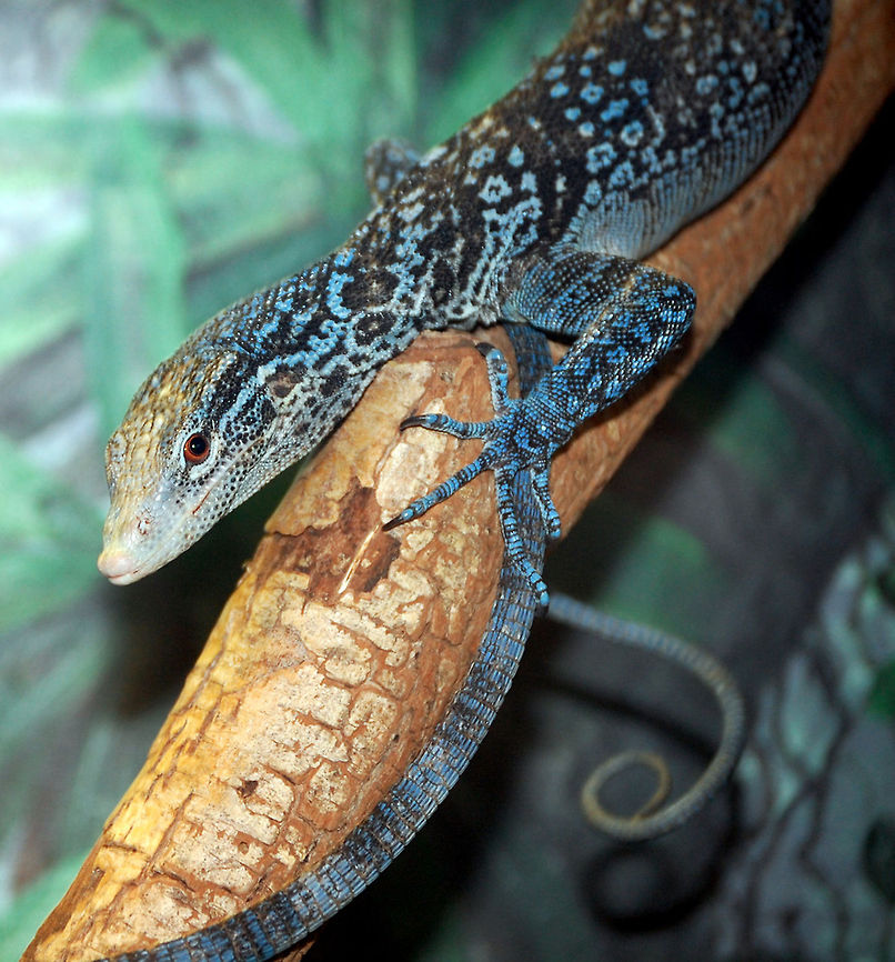 golden-spotted tree monitor The golden-spotted tree monitor (Varanus boehmei) is a species of monitor lizard native to the forests of Waigeo, Indonesia. They have prehensile tails, and they spend most of their lives in trees. They grow to around one metre in total length Animal,Golden-spotted tree monitor,Varanus boehmei,cold blooded,lizard,monitor,reptile,wildlife