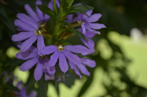 Fan flower close-up A flower, sometimes known as a bloom or blossom, is the reproductive structure found in flowering plants (plants of the division Magnoliophyta, also called angiosperms Fairy Fan-flower,Scaevola aemula,angiosperms,bloom,blossom,flora,floral,flower,plant