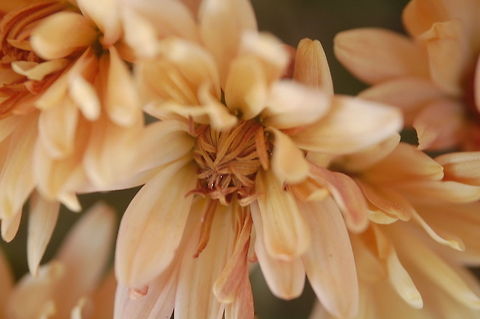 flower A flower, sometimes known as a bloom or blossom, is the reproductive structure found in flowering plants (plants of the division Magnoliophyta, also called angiosperms Chrysanthemum morifolium,angiosperms,bloom,blossom,flora,floral,flower,plant