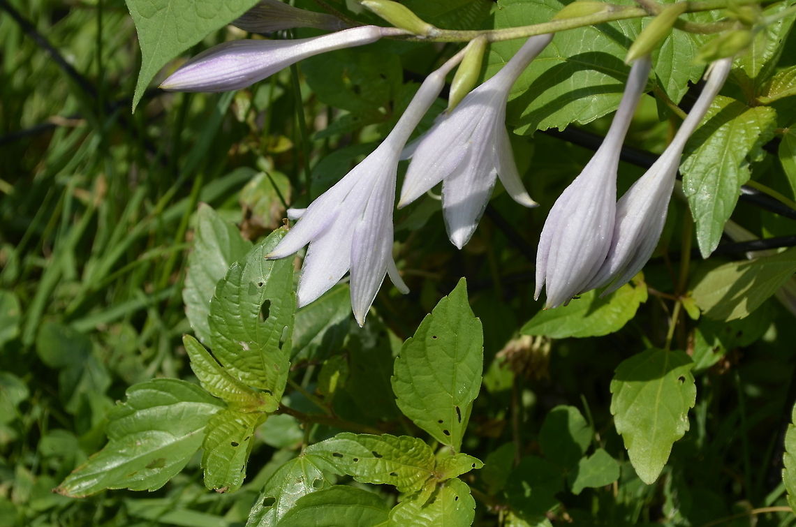 Hosta capitata Hosta ( /ˈhɒstə/,[1] syn. Funkia) is a genus of about 23&ndash;45 species of plants commonly known as hostas, plantain lilies (particularly in Britain) and occasionally by the Japanese name giboshi. Hostas are widely cultivated as shade-tolerant foliage plants. The genus is currently placed in the family Asparagaceae, subfamily Agavoideae,[2] and is native to northeast Asia. Like many &quot;lilioid monocots&quot;, the genus was once classified in the Liliaceae. Hosta capitata,botanical,flora,floral,flower,plant