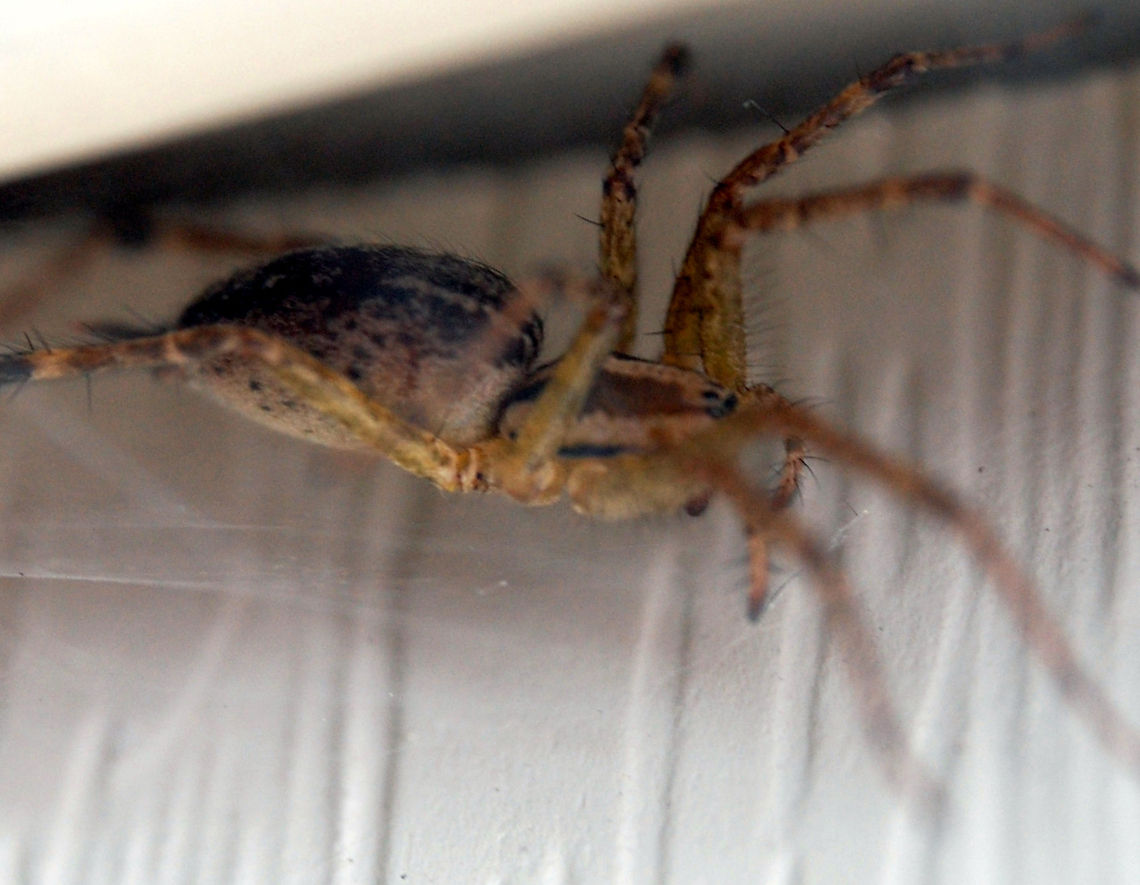 spider Spiders (order Araneae) are air-breathing arthropods that have eight legs and chelicerae with fangs that inject venom. They are the largest order of arachnids and rank seventh in total species diversity among all other groups of organisms. Spiders are found worldwide on every continent except for Antarctica, and have become established in nearly every habitat with the exception of air and sea colonization. As of 2008, approximately 40,000 spider species,  Animal,Araneae,anthropod,insect