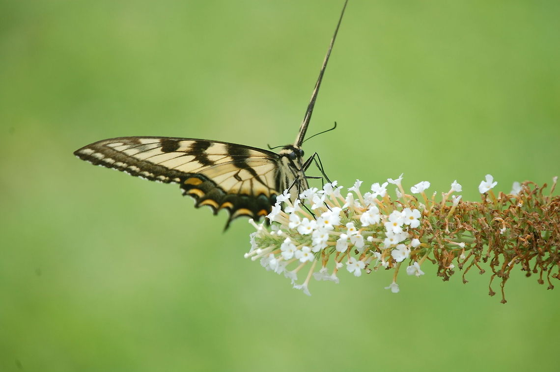 Butterfly A butterfly is a mainly day-flying insect of the order Lepidoptera, which includes the butterflies and moths. Like other holometabolous insects, the butterfly's life cycle consists of four parts: egg, larva, pupa and adult. Most species are diurnal. Butterflies have large, often brightly coloured wings, and conspicuous, fluttering flight. Butterflies comprise the true butterflies (superfamily Papilionoidea), the skippers (superfamily Hesperioidea) and the moth-butterflies (superfamily Hedyloidea) Animal,Eastern Tiger Swallowtail,Papilio glaucus,butterfly,insect,macro