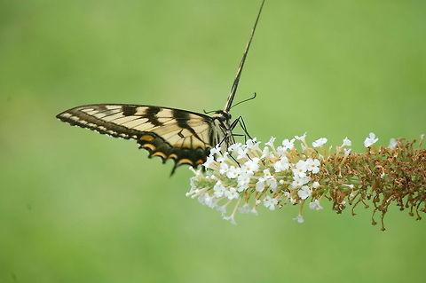 Butterfly A butterfly is a mainly day-flying insect of the order Lepidoptera, which includes the butterflies and moths. Like other holometabolous insects, the butterfly's life cycle consists of four parts: egg, larva, pupa and adult. Most species are diurnal. Butterflies have large, often brightly coloured wings, and conspicuous, fluttering flight. Butterflies comprise the true butterflies (superfamily Papilionoidea), the skippers (superfamily Hesperioidea) and the moth-butterflies (superfamily Hedyloidea) Animal,Eastern Tiger Swallowtail,Papilio glaucus,butterfly,insect,macro