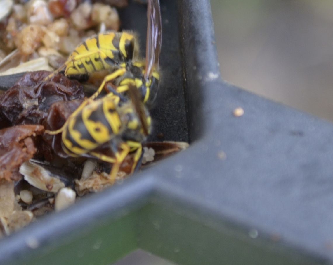 Yellow jacket Yellow jacket is the common name in North America for predatory wasps of the genera Vespula and Dolichovespula. Members of these genera are known simply as &quot;wasps&quot; in other English-speaking countries. Most of these are black and yellow; some are black and white (such as the bald-faced hornet, Dolichovespula maculata), while others may have the abdomen background color red instead of black Vespula squamosa,animal,flying insect,insect,wasp