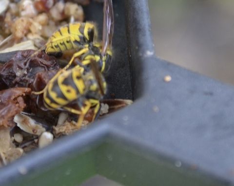 Yellow jacket Yellow jacket is the common name in North America for predatory wasps of the genera Vespula and Dolichovespula. Members of these genera are known simply as "wasps" in other English-speaking countries. Most of these are black and yellow; some are black and white (such as the bald-faced hornet, Dolichovespula maculata), while others may have the abdomen background color red instead of black Vespula squamosa,animal,flying insect,insect,wasp