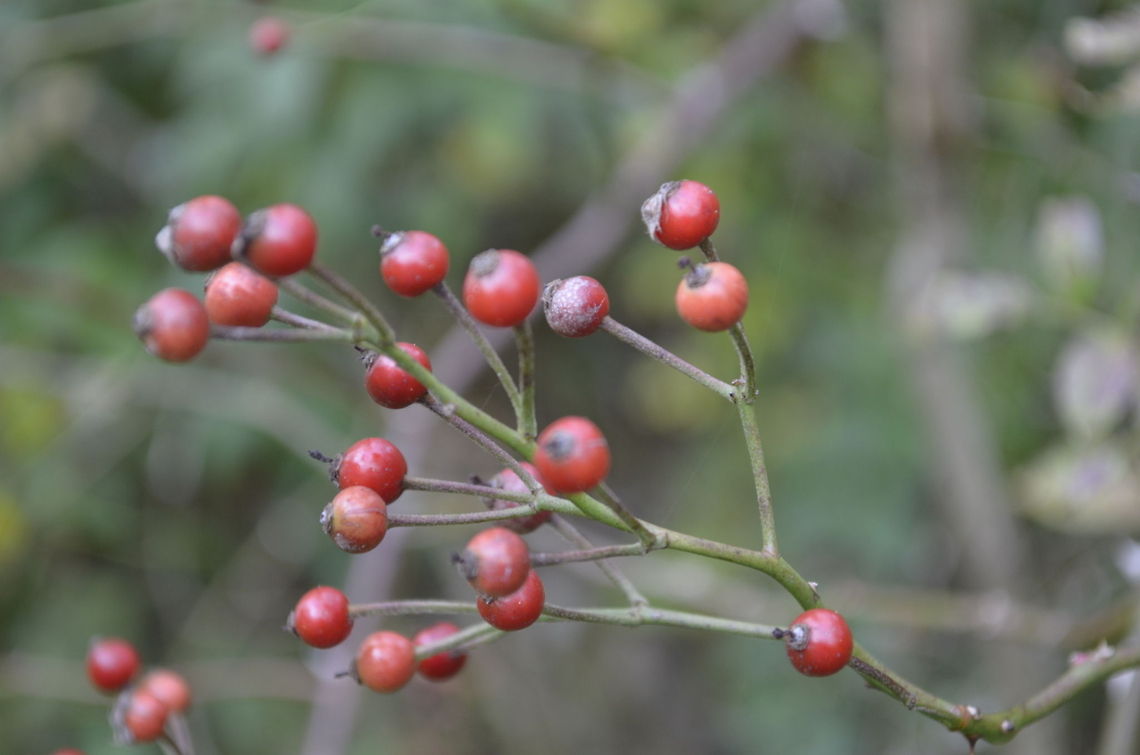 Rose hips  botanical,flora,rose hips