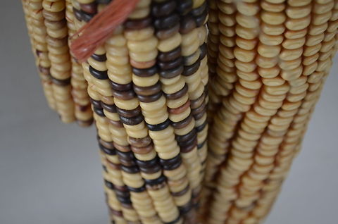 Maize (Zea mays) decorative corn hanging on my porch Maize,Zea mays,corn