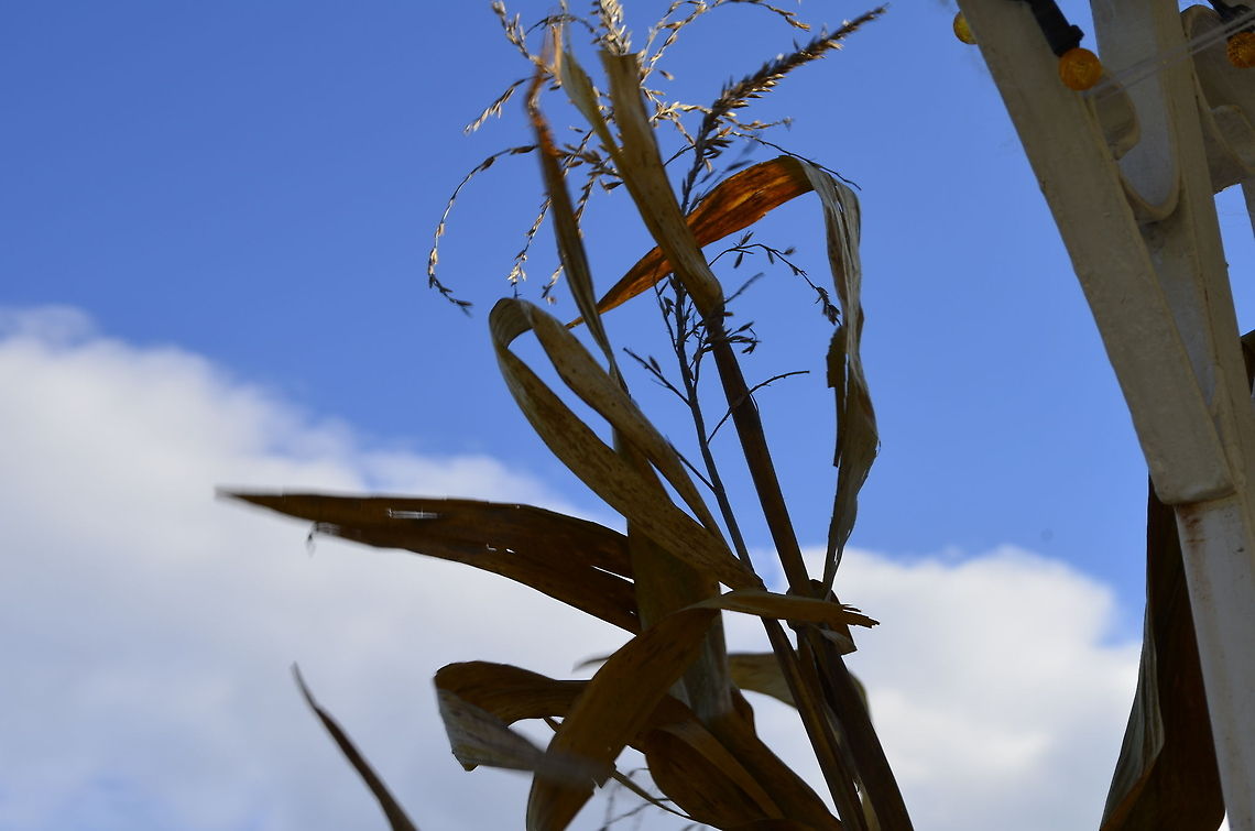 corn stalk Maize ( /&#039;me?z/ mayz; Zea mays L, from Spanish: ma Maize,Zea mays,corn,stalk