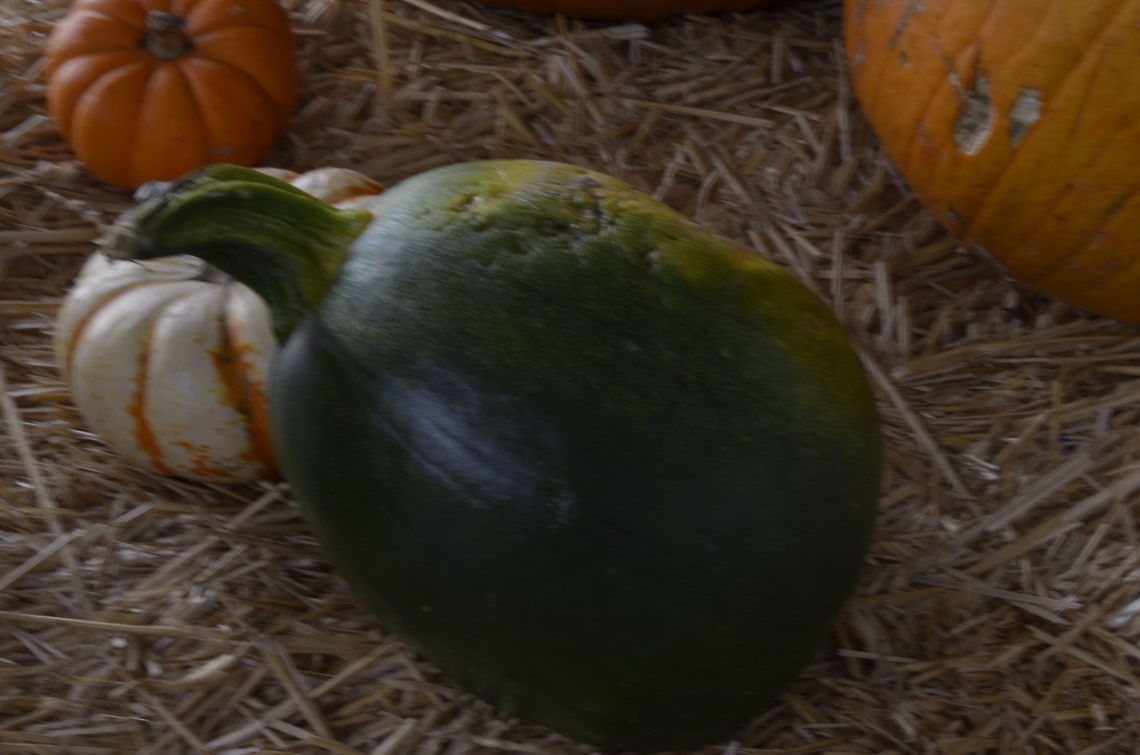 green pumpkin A pumpkin is a gourd-like squash of the genus Cucurbita and the family Cucurbitaceae (which also includes gourds).[1] It commonly refers to cultivars of any one of the species Cucurbita pepo, Cucurbita mixta, Cucurbita maxima, and Cucurbita moschata, and is native to North America. Buttercup squash,Cucurbita,Cucurbita maxima,pumpkin