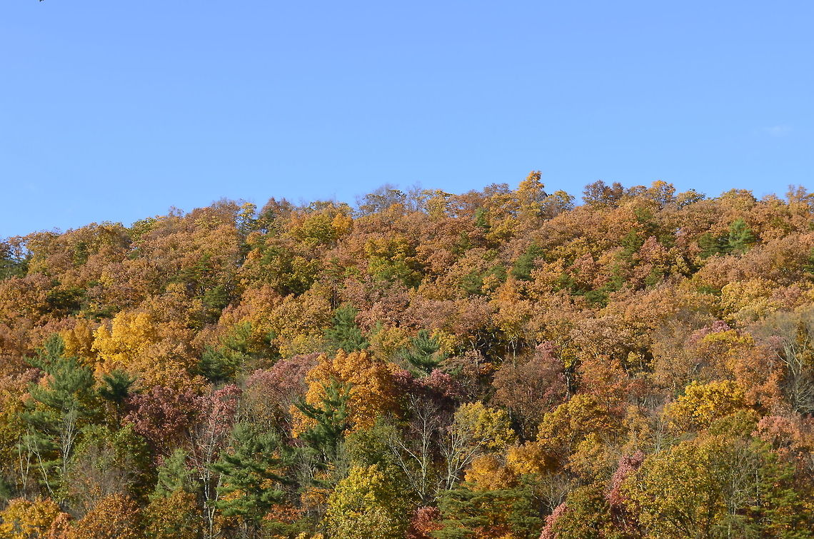 Hardwood color Autumn or fall (/&#039;??t?m/ /&#039;a?t?m/ or /f??l/ |/fa?l/ respectively) is one of the four temperate seasons. Autumn marks the transition from summer into winter, in September (Northern Hemisphere) or March (Southern Hemisphere) when the arrival of night becomes noticeably earlier Autumn,fall