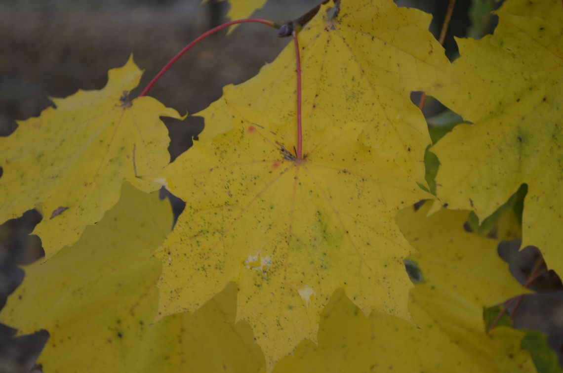Autumn leaves ( Maple)  Autumn,angiosperms,botanical,flora,leaf,tree