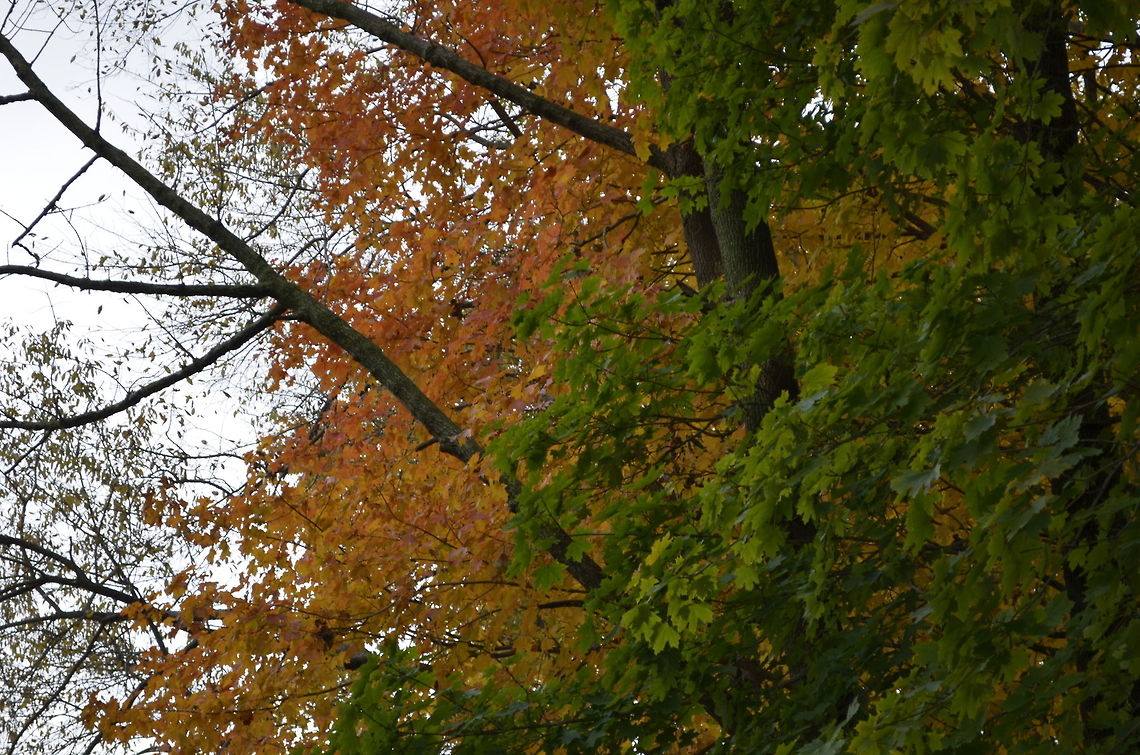 Leaves turning leaves turning color for the season Autumn,botanical,fall,flora,tree