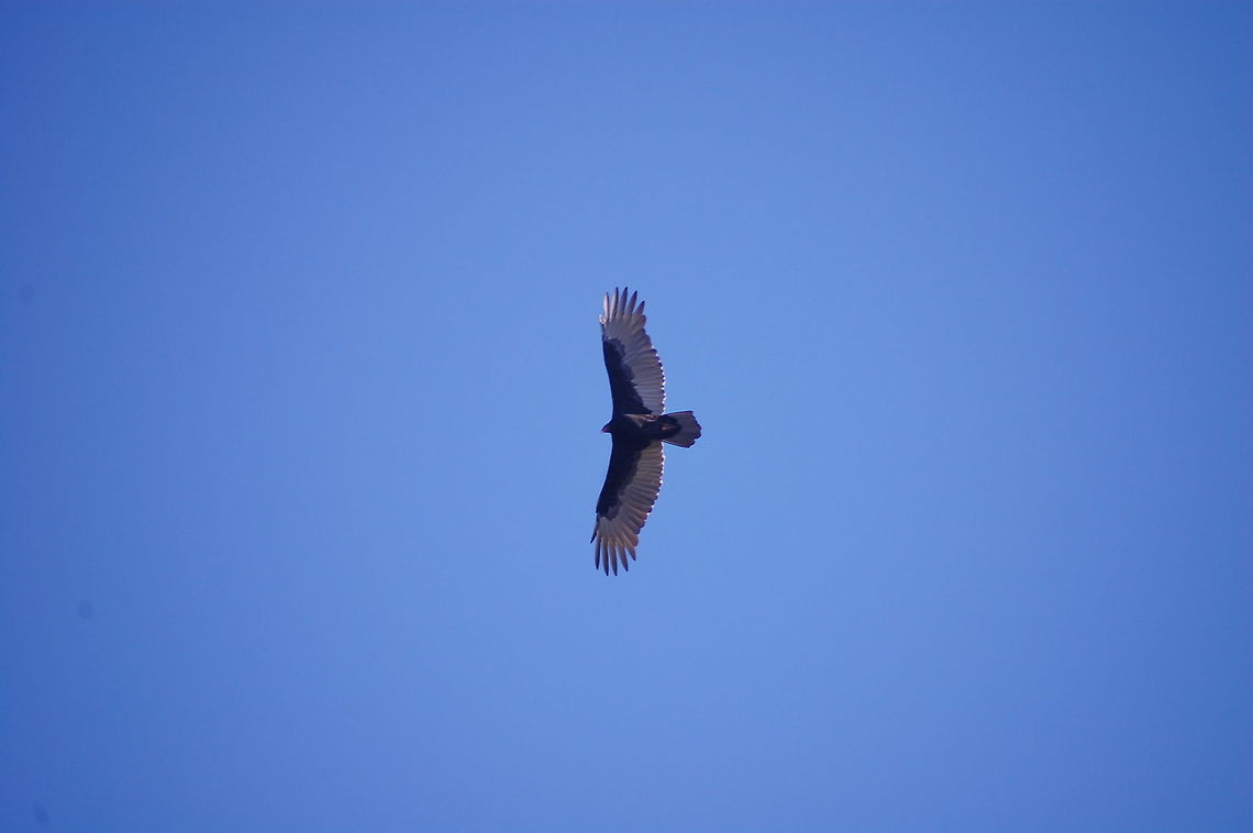 Turkey Vulture The Turkey Vulture (Cathartes aura), also known in some North American regions as the turkey buzzard (or just buzzard), and in some areas of the Caribbean as the John crow or carrion crow,[2] is the most widespread of the New World vultures.[3] One of three species in the genus Cathartes, in the family Cathartidae, the Turkey Vulture ranges from southern Canada to the southernmost tip of South America. It inhabits a variety of open and semi-open areas, including subtropical forests, shrublands, pastures, and deserts Bird,Cathartes aura,Turkey Vulture,animal,avian,buzzard