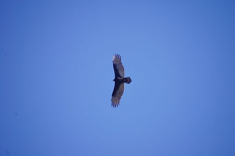 Turkey Vulture The Turkey Vulture (Cathartes aura), also known in some North American regions as the turkey buzzard (or just buzzard), and in some areas of the Caribbean as the John crow or carrion crow,[2] is the most widespread of the New World vultures.[3] One of three species in the genus Cathartes, in the family Cathartidae, the Turkey Vulture ranges from southern Canada to the southernmost tip of South America. It inhabits a variety of open and semi-open areas, including subtropical forests, shrublands, pastures, and deserts Bird,Cathartes aura,Turkey Vulture,animal,avian,buzzard
