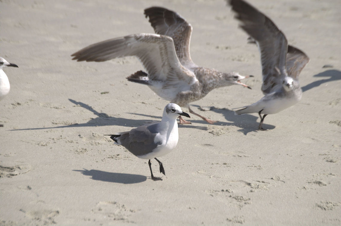 seagulls Gulls (often informally called seagulls) are birds in the family Laridae. They are most closely related to the terns (family Sternidae) and only distantly related to auks, skimmers, and more distantly to the waders.  American Herring Gull,Larus smithsonianus,animal,avian,bird