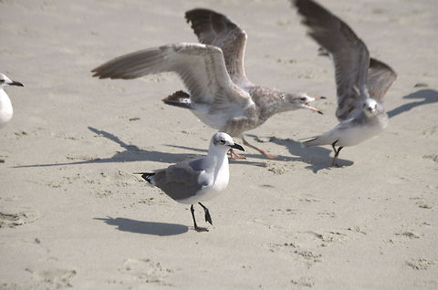 seagulls Gulls (often informally called seagulls) are birds in the family Laridae. They are most closely related to the terns (family Sternidae) and only distantly related to auks, skimmers, and more distantly to the waders.  American Herring Gull,Larus smithsonianus,animal,avian,bird