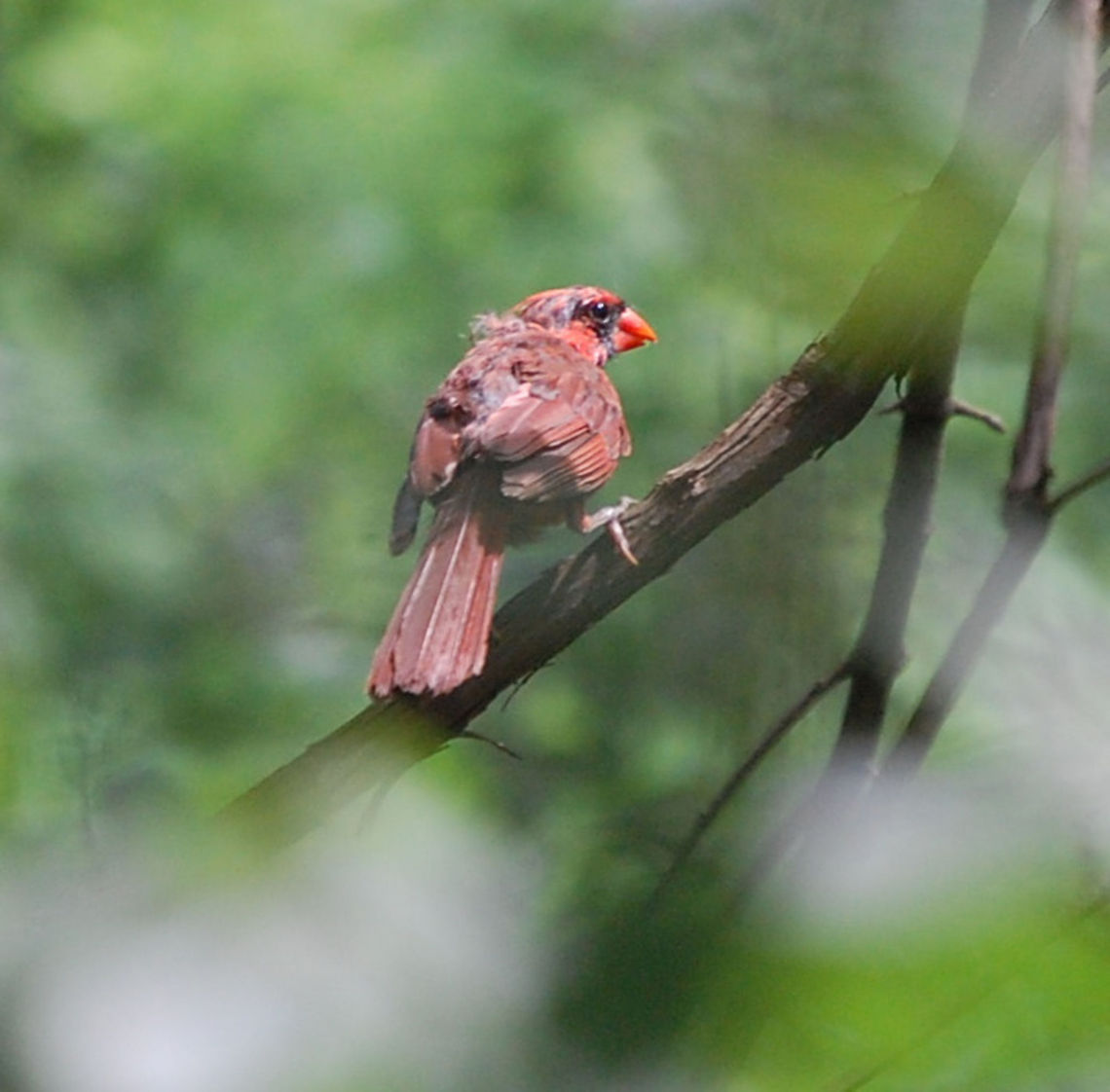 Red Bird this is going into the forum Cardinalis cardinalis,Northern Cardinal