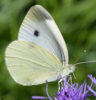 cabbage butterfly The Large White, Pieris brassicae, also called Cabbage Butterfly, Cabbage White, or in India the Large Cabbage White, White cabbage butterfly is a butterfly in the family Pieridae. Pieridae,Pieris brassicae,butterfly,insect