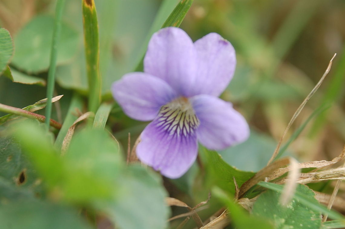 Viola odorata these beauties are good for a sore throat  Plant,Viola odorata,bloom,blossom,botanical,flora,floral,flower,nature,plant