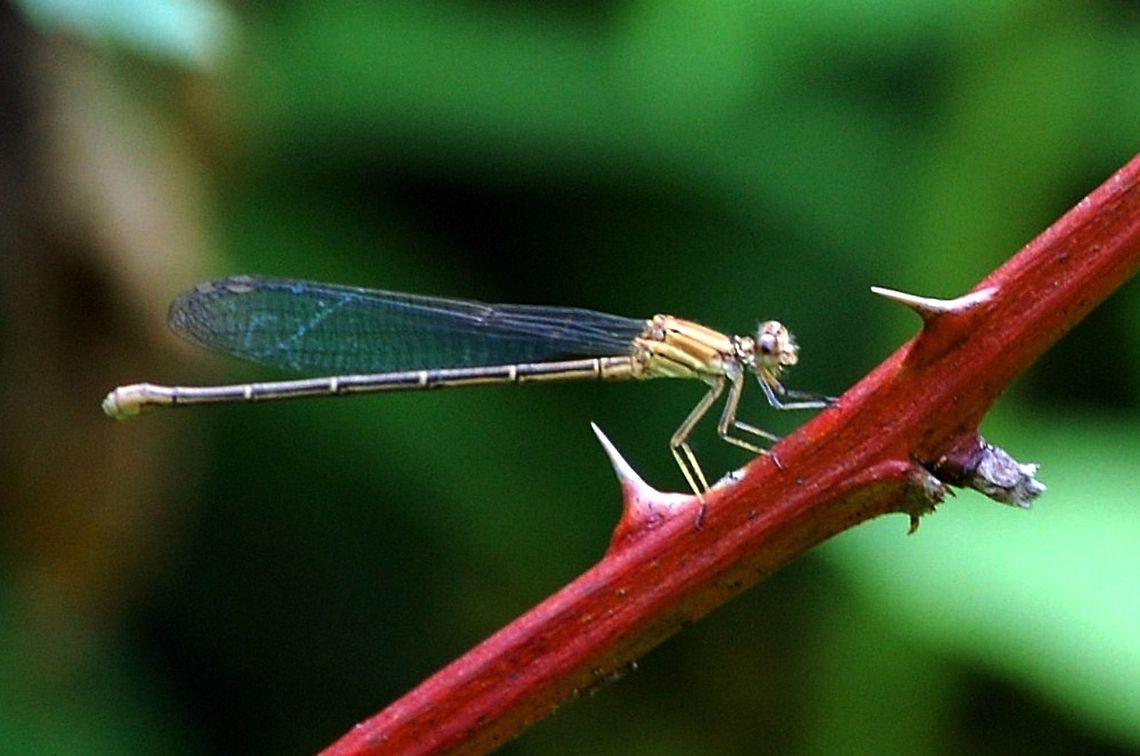 damselfly. Damselflies (suborder Zygoptera) are insects in the order Odonata. Damselflies are similar to dragonflies, but the adults can be distinguished by the fact that the wings of most damselflies are held along, and parallel to, the body when at rest. Furthermore, the hindwing of the damselfly is essentially similar to the forewing, while the hindwing of the dragonfly broadens near the base. Damselflies are also usually smaller than dragonflies and weaker fliers in comparison, and their eyes are separated. Animal,Argia moesta,Powdered Dancer,Zygoptera,damselfly,insect,natural,nature