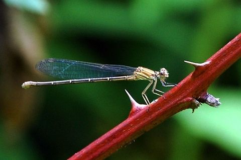 damselfly. Damselflies (suborder Zygoptera) are insects in the order Odonata. Damselflies are similar to dragonflies, but the adults can be distinguished by the fact that the wings of most damselflies are held along, and parallel to, the body when at rest. Furthermore, the hindwing of the damselfly is essentially similar to the forewing, while the hindwing of the dragonfly broadens near the base. Damselflies are also usually smaller than dragonflies and weaker fliers in comparison, and their eyes are separated. Animal,Argia moesta,Powdered Dancer,Zygoptera,damselfly,insect,natural,nature