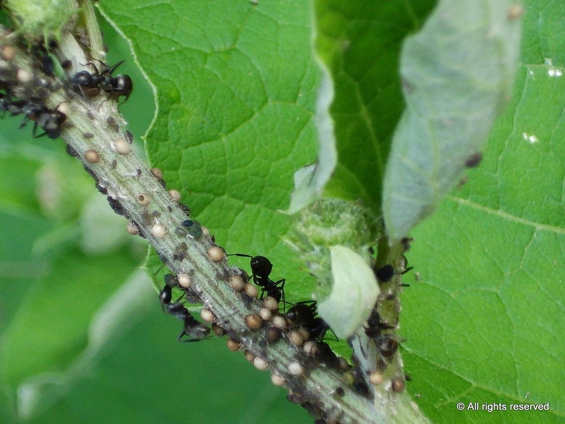 carpenter ants Carpenter ants are large (.25 to 1 in/0.64 to 2.5 cm) ants indigenous to many parts of the world. They prefer dead, damp wood in which to build nests. They do not eat it, however, unlike termites.[1] Sometimes carpenter ants will hollow out sections of trees. The most likely species to be infesting a house in the United States is the black carpenter ant (Camponotus pennsylvanicus). However, there are over a thousand other species in the genus Camponotus. Animal,Black carpenter ant,Camponotus pennsylvanicus,ant,insect