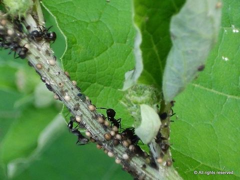 carpenter ants Carpenter ants are large (.25 to 1 in/0.64 to 2.5 cm) ants indigenous to many parts of the world. They prefer dead, damp wood in which to build nests. They do not eat it, however, unlike termites.[1] Sometimes carpenter ants will hollow out sections of trees. The most likely species to be infesting a house in the United States is the black carpenter ant (Camponotus pennsylvanicus). However, there are over a thousand other species in the genus Camponotus. Animal,Black carpenter ant,Camponotus pennsylvanicus,ant,insect