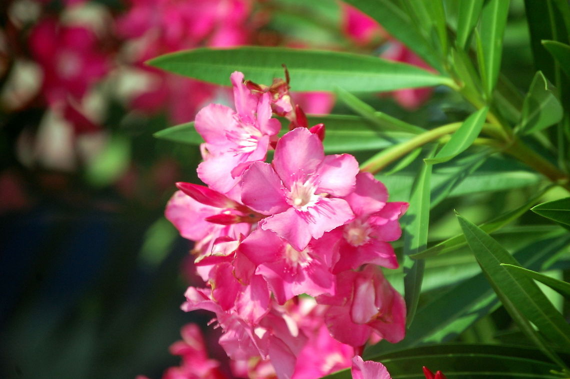 Nerium  Nerium,Nerium oleander,Plant,flora,floral,nature