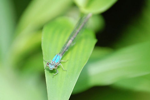 Damselfly  Animal,Argia moesta,Powdered Dancer,Zygoptera,dragonfly,insect
