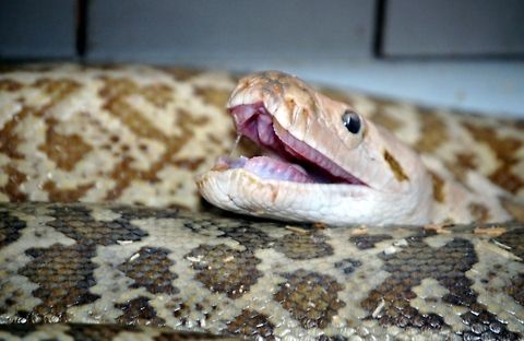 Reticulated python 2/2 Snakes are elongate, legless, carnivorous reptiles of the suborder Serpentes that can be distinguished from legless lizards by their lack of eyelids and external ears. Like all squamates, snakes are ectothermic, amniote vertebrates covered in overlapping scales. Many species of snakes have skulls with many more joints than their lizard ancestors, enabling them to swallow prey much larger than their heads with their highly mobile jaws. Animal,Python reticulatus,Reticulated python,cold blooded,natural,nature,reptile,serpent,snake,wildlife