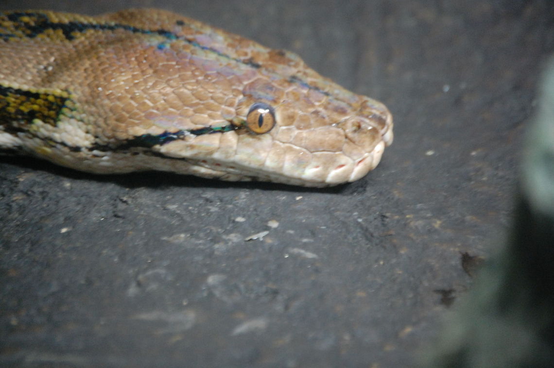 Reticulated python 1/2 Snakes are elongate, legless, carnivorous reptiles of the suborder Serpentes that can be distinguished from legless lizards by their lack of eyelids and external ears. Animal,Python reticulatus,cold blooded,serpent,snake,wildlife