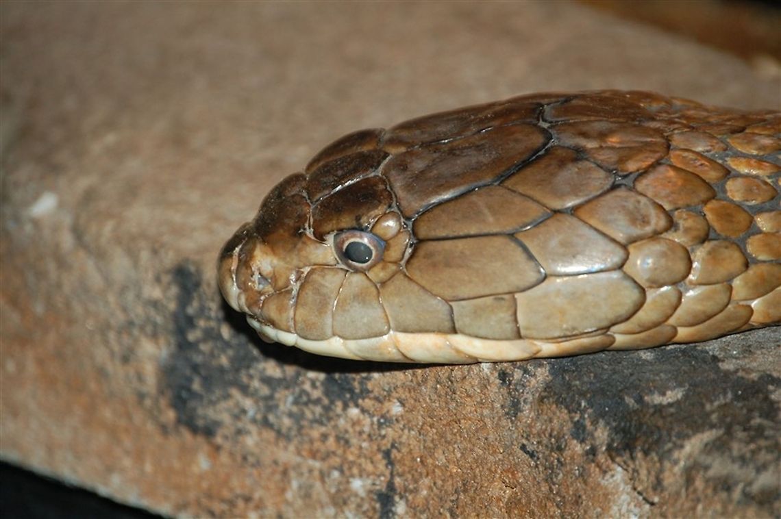 unidentified snake Snakes are elongate, legless, carnivorous reptiles of the suborder Serpentes that can be distinguished from legless lizards by their lack of eyelids and external ears. Like all squamates, snakes are ectothermic, amniote vertebrates covered in overlapping scales. Many species of snakes have skulls with many more joints than their lizard ancestors, enabling them to swallow prey much larger than their heads with their highly mobile jaws. Animal,cold blooded,serpent,snake,wildlife