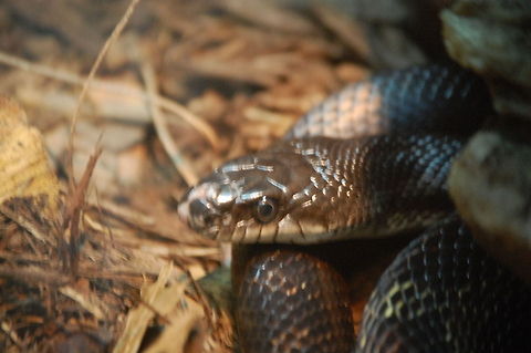 unidentified snake :Snakes are elongate, legless, carnivorous reptiles of the suborder Serpentes that can be distinguished from legless lizards by their lack of eyelids and external ears. Like all squamates, snakes are ectothermic, amniote vertebrates covered in overlapping scales. Many species of snakes have skulls with many more joints than their lizard ancestors, enabling them to swallow prey much larger than their heads with their highly mobile jaws. Animal,cold blooded,snake,wildlife