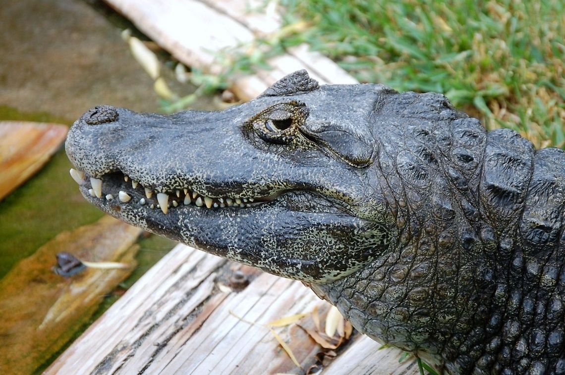 Chinese alligator/yáng zǐ è the Chinese alligator (simplified Chinese: 扬子鳄; traditional Chinese: 揚子鱷, (y&aacute;ng zǐ &egrave;) Alligator sinensis) is one of two known living species of Alligator, a genus in the family Alligatoridae. It is native only to eastern China. Alligator sinensis,Animal,Chinese Alligator,cold blooded,wildlife