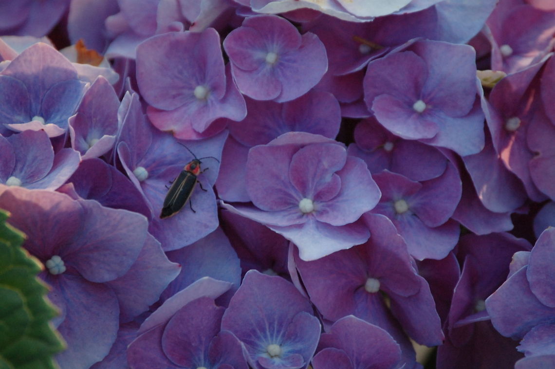 Photinus pyralis Lampyridae is a family of insects in the beetle order Coleoptera. They are winged beetles, and commonly called fireflies or lightning bugs for their conspicuous crepuscular use of bioluminescence to attract mates or prey. Fireflies produce a "cold light", with no infrared or ultraviolet frequencies. This chemically produced light from the lower abdomen may be yellow, green, or pale-red, with wavelengths from 510 to 670 nanometers Photinus pyralis,Photinus pyralis Blow,Plant,flora,floral,nature