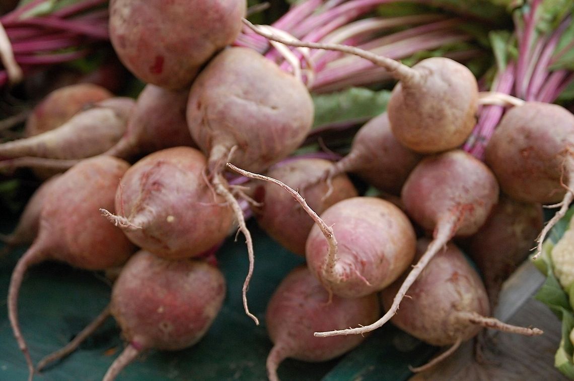 Sugar beets Beet sugar, a cultivated plant of Beta vulgaris, is a plant whose tuber contains a high concentration of sucrose. It is grown commercially for sugar production. Sugar beets and other B. vulgaris cultivars such as beetroot and chard share a common wild ancestor, the sea beet (Beta vulgaris maritima).[1]<br />
In 2009, France, the United States, Germany, Russia and Turkey were the world's five largest sugar beet producers.[2] Despite the sugar beet harvest, in 2010-2011, North America, Western Europe and Eastern Europe did not produce enough sugar from sugar beet; these regions were all net importers of sugar.[3] The U.S. harvested 1,004,600 acres (4 065 km Beetroot,Beta vulgaris,Plant,flora,floral,food,natural,nature,plant,sugar beets