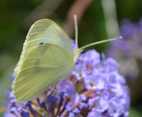 Large White on purple flower  Pieris brassicae,animal,butterfly,insect