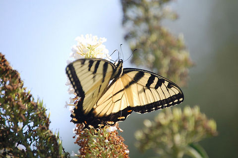 Eastern Tiger Swallowtail  Eastern Tiger Swallowtail,Papilio glaucus,animal,butterfly,insect
